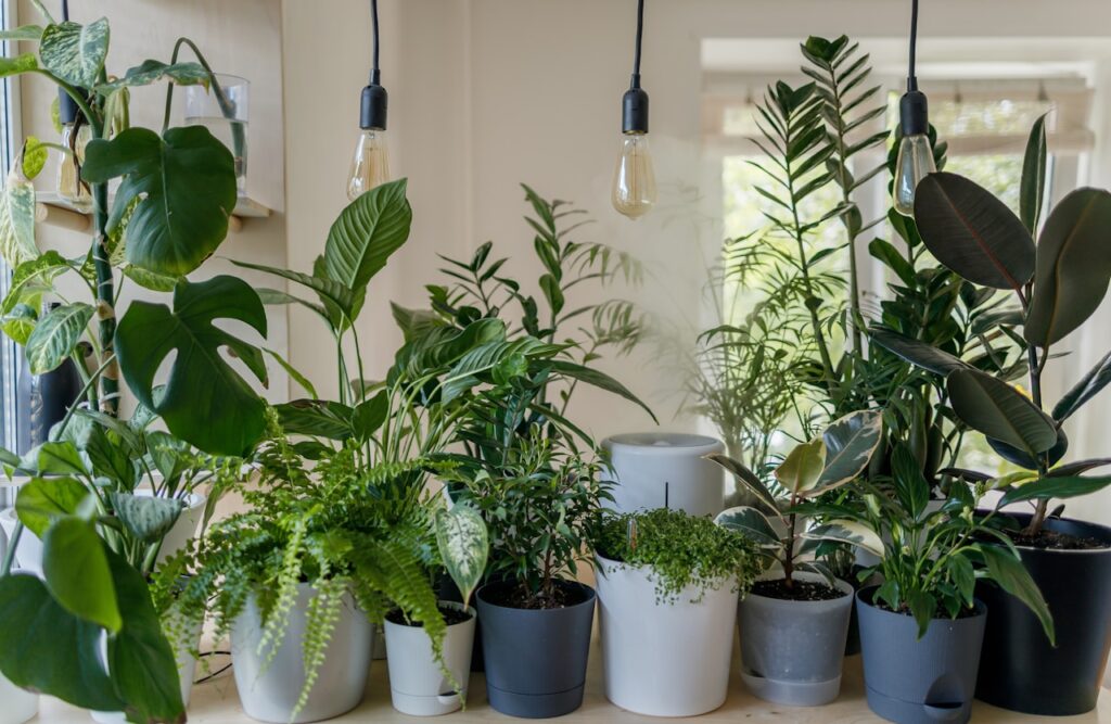 Lees alles over kamerplanten 5 Lees alles over kamerplanten - image 1