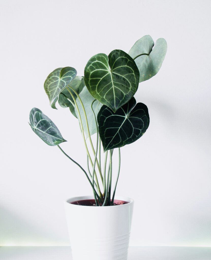 Lees alles over kamerplanten 4 Lees alles over kamerplanten - image