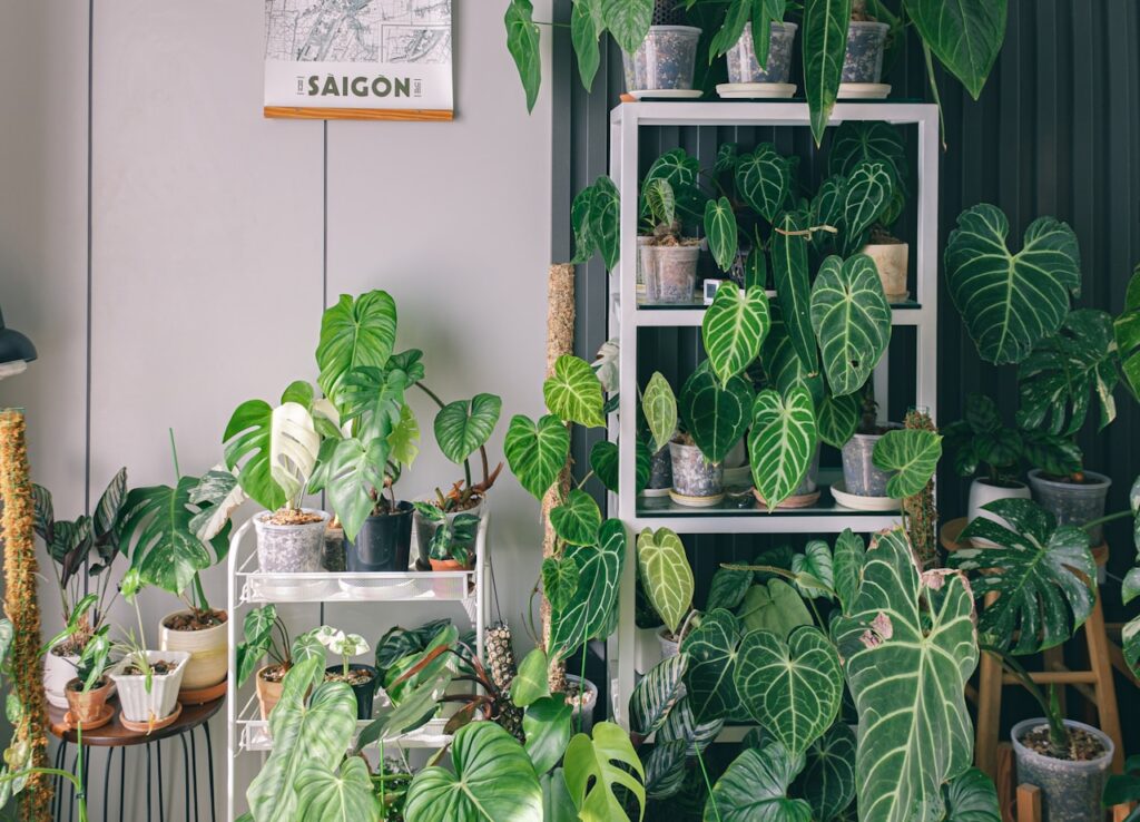 Lees alles over kamerplanten 18 Lees alles over kamerplanten - image 9